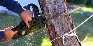Best Palm Tree Trimming  in Rossville, TN