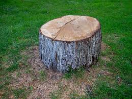 Best Tree Risk Assessment  in Rossville, TN