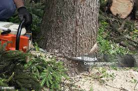 Best Tree Preservation Services  in Rossville, TN