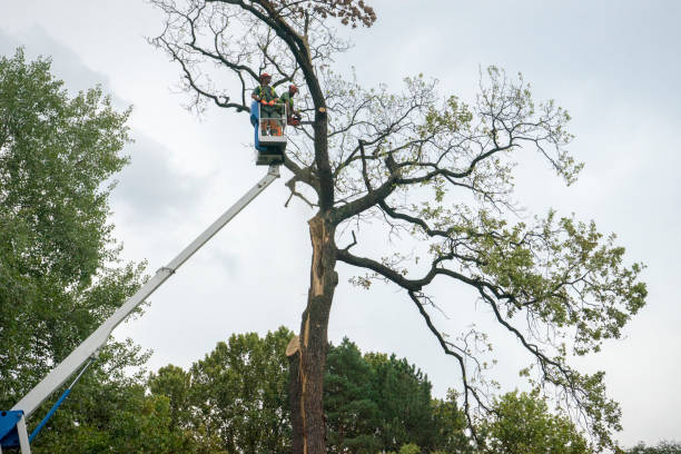 Best Tree Health Inspection  in Rossville, TN