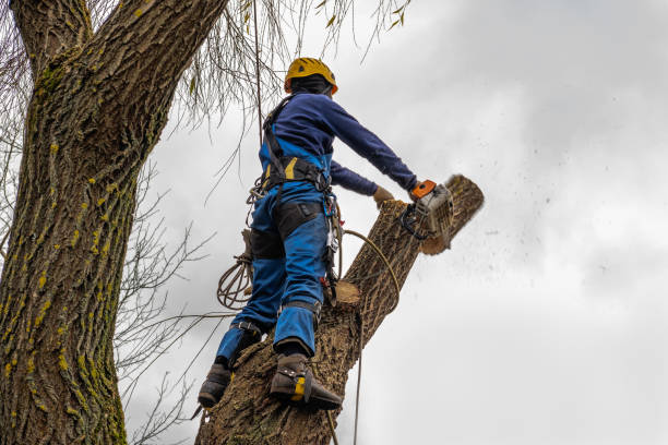 Best Tree Trimming and Pruning  in Rossville, TN