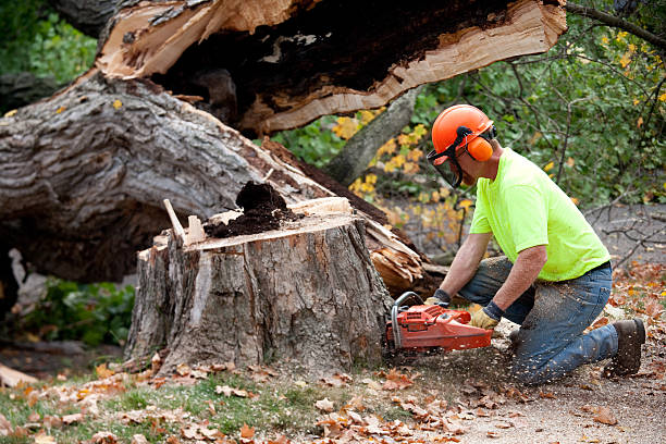 Best Arborist Consultation Services  in Rossville, TN