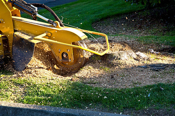 Best Soil Testing and Treatment  in Rossville, TN