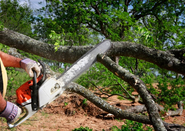 Best Lot and Land Clearing  in Rossville, TN
